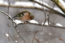 Plumettes hivernales (Faut-il vraiment nourrir les oiseaux e ... Image 1