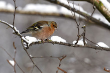 Plumettes hivernales (Faut-il vraiment nourrir les oiseaux e ... Image 2