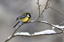 Plumettes hivernales (Faut-il vraiment nourrir les oiseaux e ... Bild 3