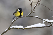 Plumettes hivernales (Faut-il vraiment nourrir les oiseaux e ... Image 4