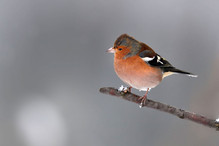 Plumettes hivernales (Faut-il vraiment nourrir les oiseaux e ... Image 5