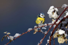 Plumettes hivernales (Faut-il vraiment nourrir les oiseaux e ... Bild 6