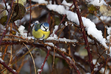 Plumettes hivernales (Faut-il vraiment nourrir les oiseaux e ... Bild 7