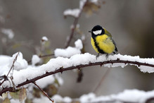 Plumettes hivernales (Faut-il vraiment nourrir les oiseaux e ... Image 8