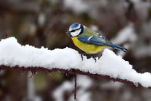 Plumettes hivernales (Faut-il vraiment nourrir les oiseaux e ... Image 9