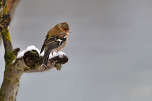 Plumettes hivernales (Faut-il vraiment nourrir les oiseaux e ... Bild 10