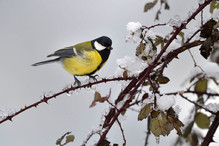 Plumettes hivernales (Faut-il vraiment nourrir les oiseaux e ... Image 11