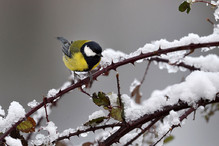 Plumettes hivernales (Faut-il vraiment nourrir les oiseaux e ... Image 12