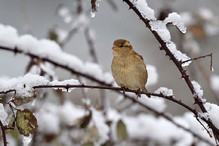 Plumettes hivernales (Faut-il vraiment nourrir les oiseaux e ... Image 13