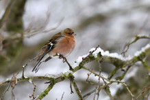 Plumettes hivernales (Faut-il vraiment nourrir les oiseaux e ... Bild 14