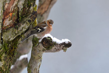 Plumettes hivernales (Faut-il vraiment nourrir les oiseaux e ... Image 15