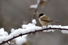 Plumettes hivernales (Faut-il vraiment nourrir les oiseaux e ... Image 16
