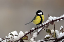 Plumettes hivernales (Faut-il vraiment nourrir les oiseaux e ... Bild 17