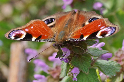Les papillons en hiver : hibernation ou migration? Bild 1