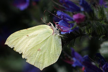 Les papillons en hiver : hibernation ou migration? Bild 2