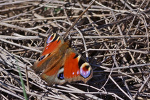Les papillons en hiver : hibernation ou migration? Bild 5