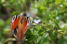 Les papillons en hiver : hibernation ou migration? Image 8