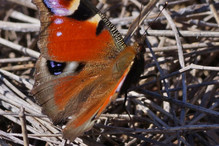 Les papillons en hiver : hibernation ou migration? Image 6