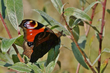 Les papillons en hiver : hibernation ou migration? Bild 12