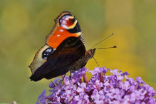Les papillons en hiver : hibernation ou migration? Bild 11