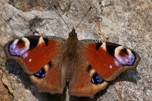 Les papillons en hiver : hibernation ou migration? Bild 14