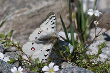 Les papillons en hiver : hibernation ou migration? Bild 17
