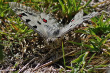 Les papillons en hiver : hibernation ou migration? Bild 16
