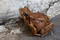 La grenouille rousse, amphibien de l’année 2018 Bild 1
