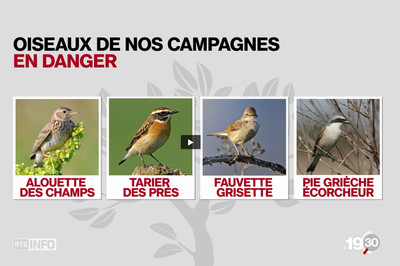 Biodiversité : Les oiseaux des campagnes, espèces menacées Bild 1