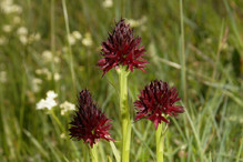 Nigritelles noires et rouges, orchidées au parfum de vanille Bild 3