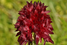 Nigritelles noires et rouges, orchidées au parfum de vanille Image 2