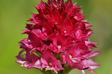Nigritelles noires et rouges, orchidées au parfum de vanille Image 9