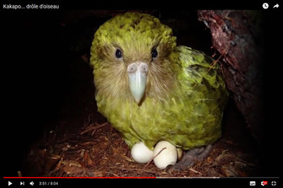 Kakapo... drôle d'oiseau Bild 1