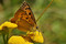 Le Laggintal, paradis des papillons Image 1
