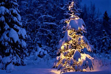 Aujourd'hui 24 décembre, c'est le jour du sapin de Noël! Bild 1