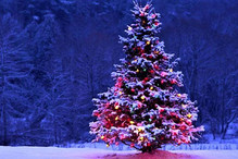 Aujourd'hui 24 décembre, c'est le jour du sapin de Noël! Bild 2
