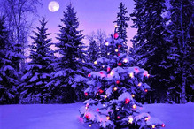 Aujourd'hui 24 décembre, c'est le jour du sapin de Noël! Bild 3