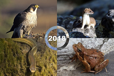 Quels seront les animaux de l’année 2019 ? Bild 1
