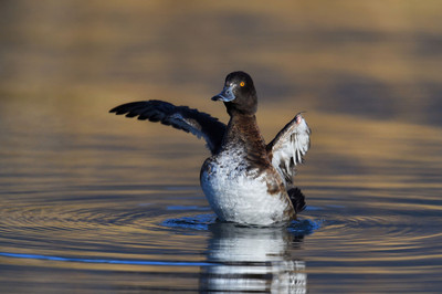 Le Tufted Duck en Valais Image 1