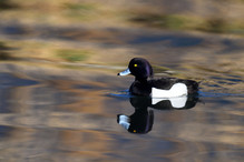 Le Tufted Duck en Valais Image 9