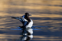 Le Tufted Duck en Valais Image 10