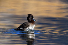 Le Tufted Duck en Valais Image 11