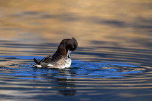 Le Tufted Duck en Valais Image 12