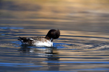 Le Tufted Duck en Valais Image 13