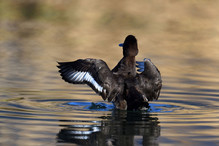 Le Tufted Duck en Valais Bild 14