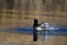 Le Tufted Duck en Valais Bild 15