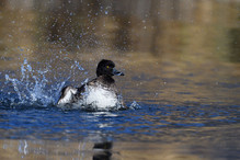 Le Tufted Duck en Valais Image 16