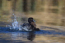Le Tufted Duck en Valais Image 17