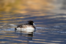 Le Tufted Duck en Valais Image 18