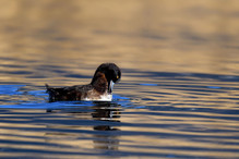 Le Tufted Duck en Valais Image 20